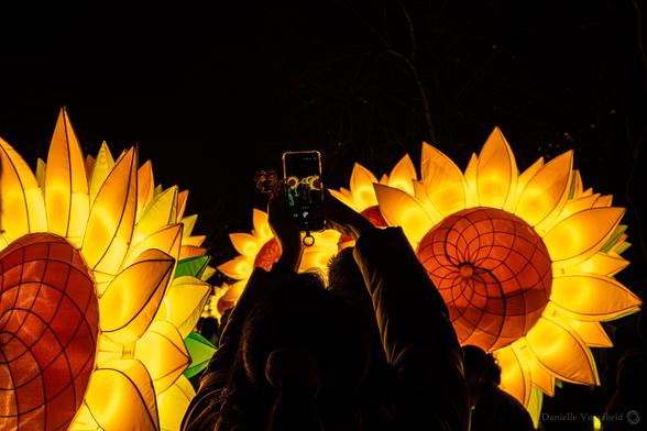 Huge sunflowers, behind someone who is making a photo using her phone. She holds the phone up high. 