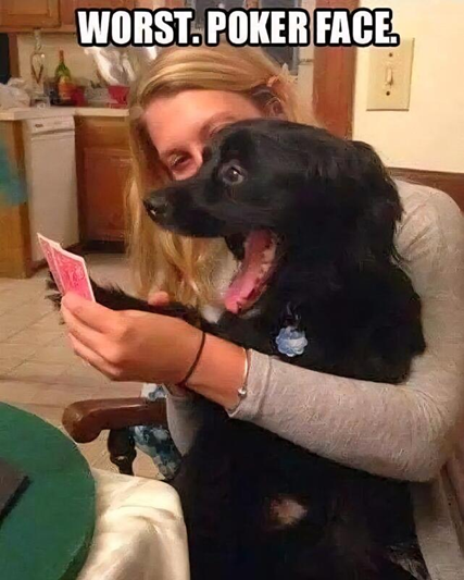 Worst. Poker Face.
(Picture of a dog owner showing her poker hand to the dog and the dog has a big, enthusiastic smile)