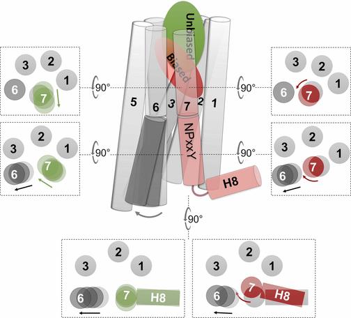 Biased activation of the vasopressin V2 receptor probed by molecular dynamics simulations, NMR and pharmacological studies. Computational and Structural Biotechnology Journal, DOI: https://doi.org/10.1016/j.csbj.2024.10.039
