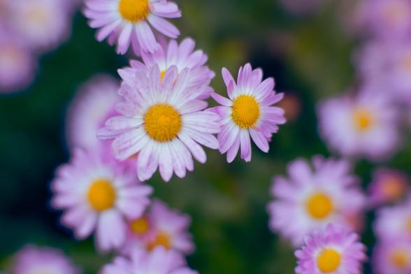 Two daisies are in perfect focus just above the center with one close to in focus above those and more below that less in focus and near the right and the upper left there are even more further away and where there isn't that the background consists of lighter and darker green blobs