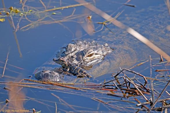 Photo by Fenichel

In a deep blue swath of water, with small reddish twigs floating nearby,
here is an alligator mom, head above the surface, the rest of her (2 feet or so) visible just under the water. On her snout, in front of mom's eyes, is a baby 'gator, about 1/2 the size of the snout. 