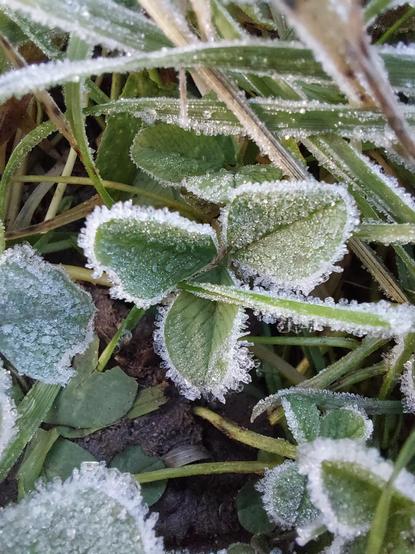 A frost covered three leaf clover in frost covered grass.