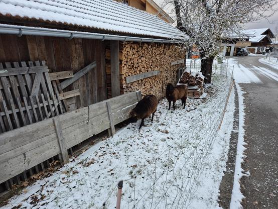 A peaceful winter scene unfolds in a rural setting, where a light dusting of snow covers the ground, creating a serene and picturesque atmosphere. Two sheep, their woolly coats providing warmth against the cold, stand near a rustic wooden barn. The barn, with its weathered wooden planks and a roof lightly covered in snow, exudes a sense of timeless charm and simplicity.

Stacks of chopped firewood are neatly arranged against the barn wall, ready to provide warmth and comfort during the chilly w…