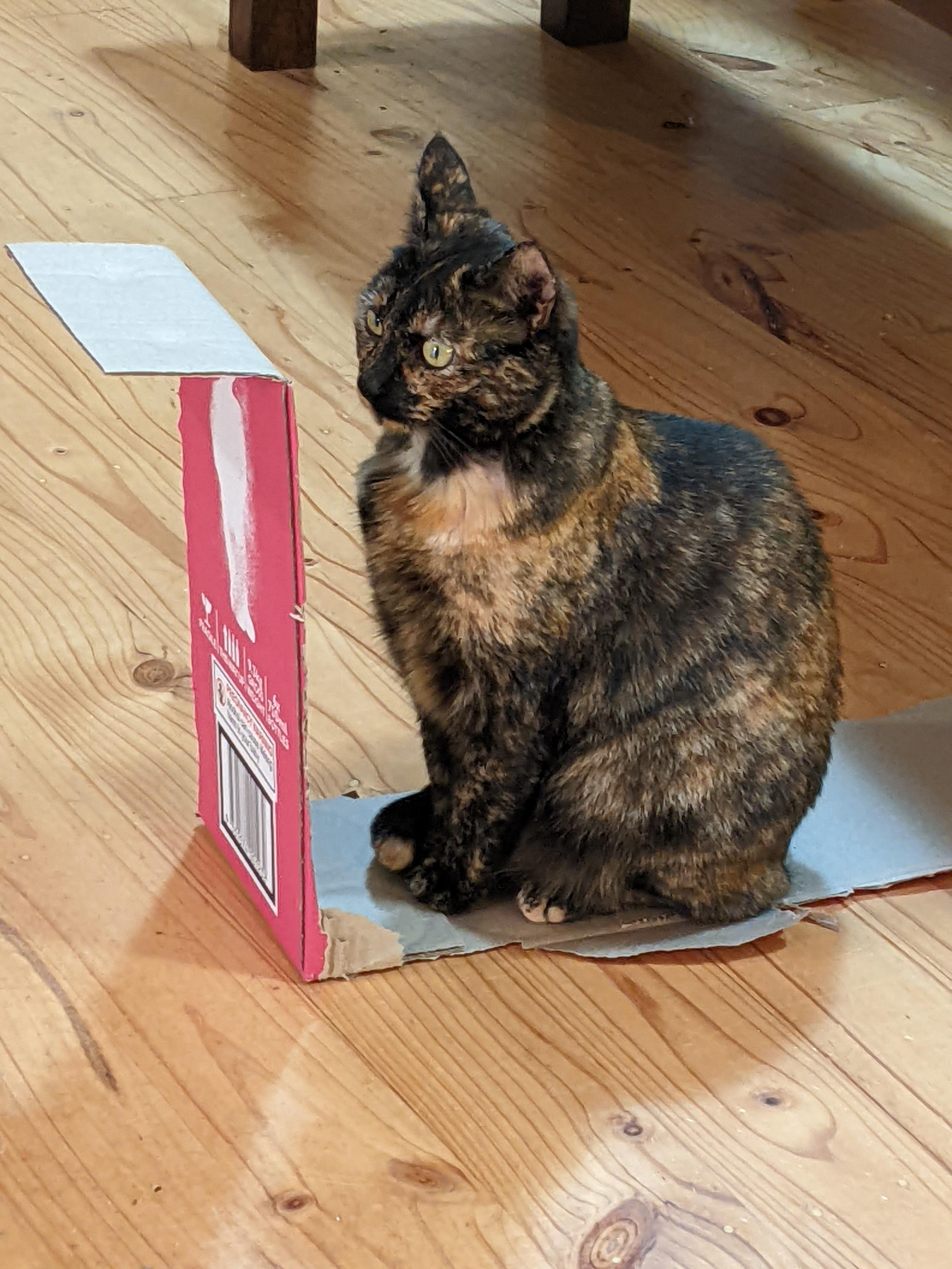Millie the tortoiseshell cat is sitting in a box. The top and all but one of the sides have been removed. She's staring at the one remaining side with an alarmed look on her face. I'm not sure she knows how to get out.