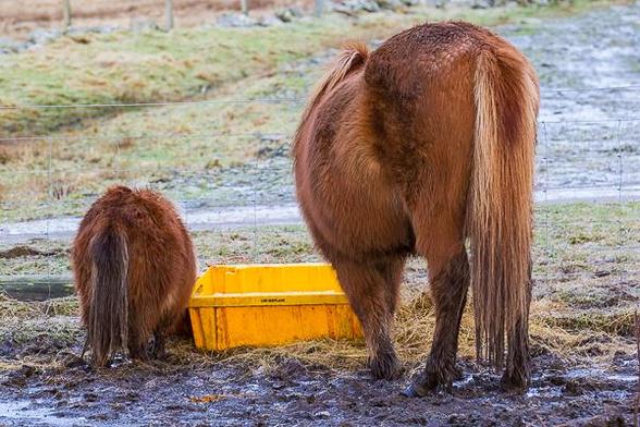 shetland pony and icelandic horse