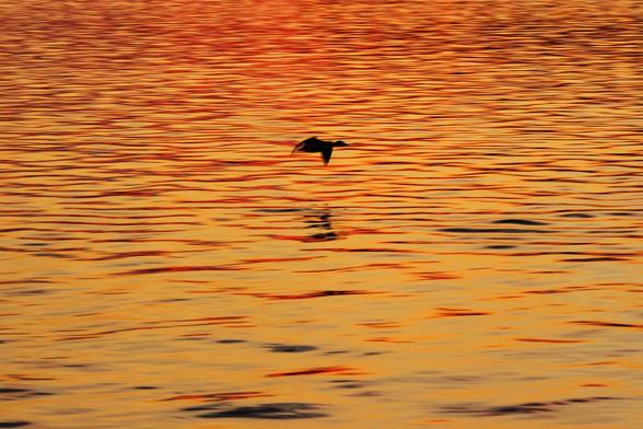 Photograph of a mallard in silhouette flying over a lake with sunset light of yellow and orange reflected off ripples on the smooth surface.