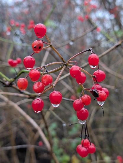 Rode besjes met druppels eronder hangend