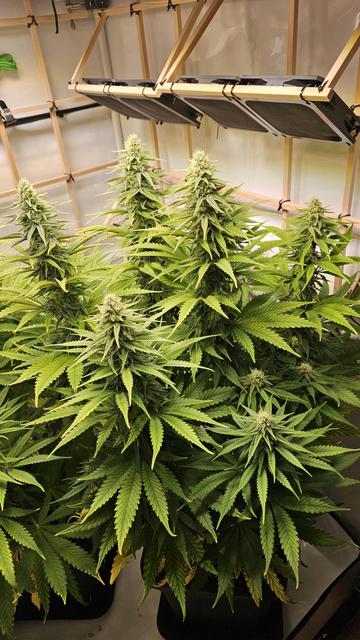 80 cm hohe Hanfpflanze in der Blütephase, die in einem Growzelt steht.