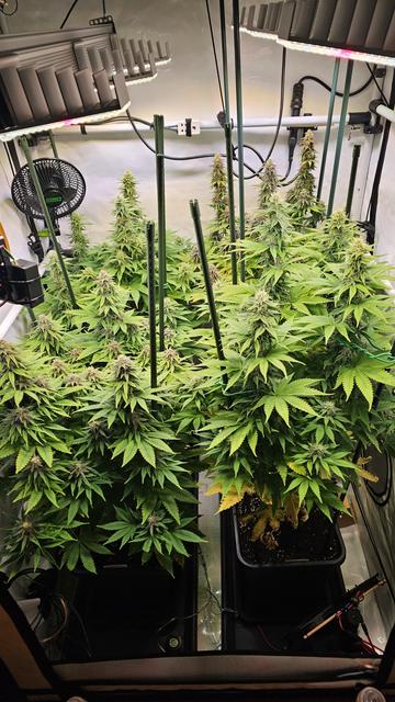 Im growzelt stehen 4 Pflanzen
Hinten links und vorn rechts die Sorte Special Queen. Hinten rechts und vorn links Blueberry Berry.