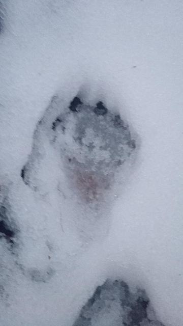 Otter tracks show a nice furry foot print, 5 toes and claws. It's nice to follow them to see where they live.