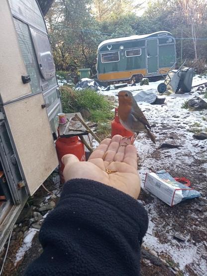 Pip is my pet robin. He figured out where I live so he is now waiting for me at my door to be fed. 