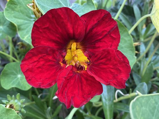 Nasturtium dark red petals and yellow centre flower large pale green leaves 