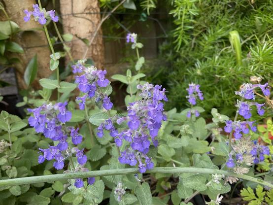 Bright purple lilac petal flowers with small green leaves 