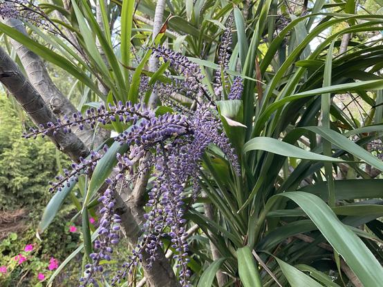 Fine purple lilac flowers with long pointed green leaves. 
