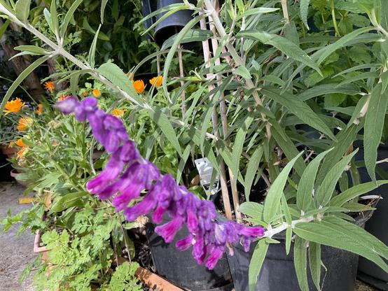 Purple petal flowers with grey green leaves sage plant 