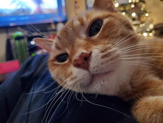 A very needy orange cat, demanding attention.  Framed center, his boopable nose and big black eyes stare into your soul.  The background is a paused television because the owner can't reach the remote.  A Christmas tree in bokeh is in the top right corner, a rare time the cat isn't caught trying to climb it.  He really needs to stop being this cute.