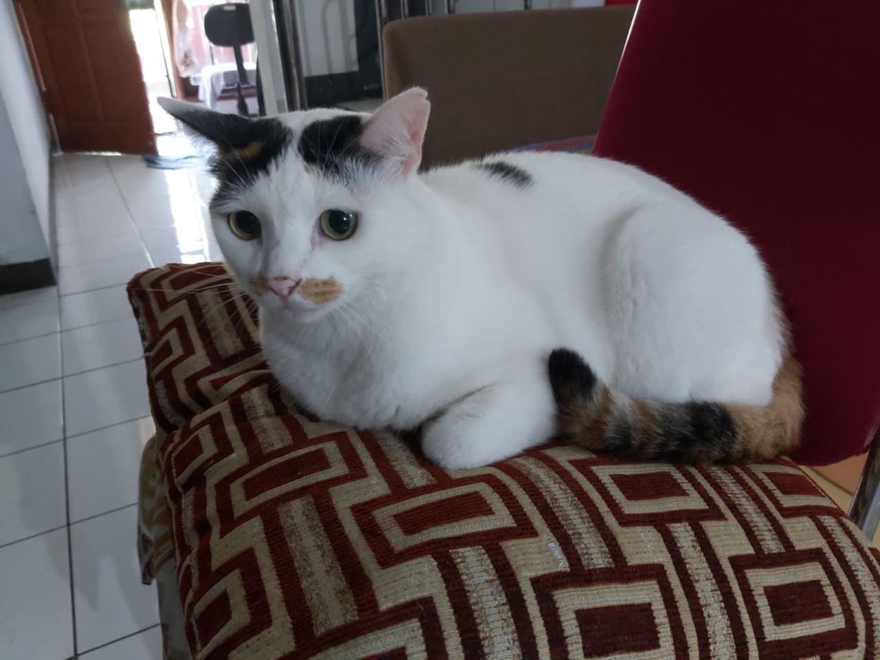 White cat sitting on a cushion