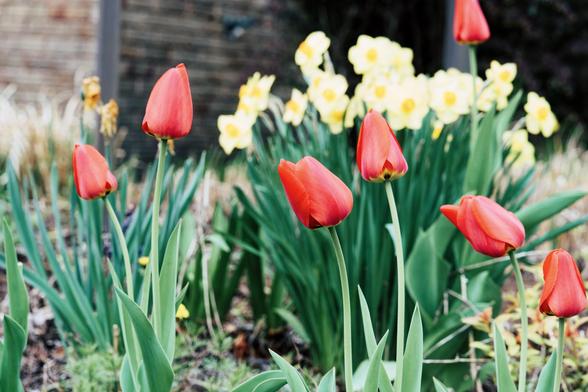 Red tulips in the foreground with a cluster of daffodils in the background with the outside corner of a brick wall behind that