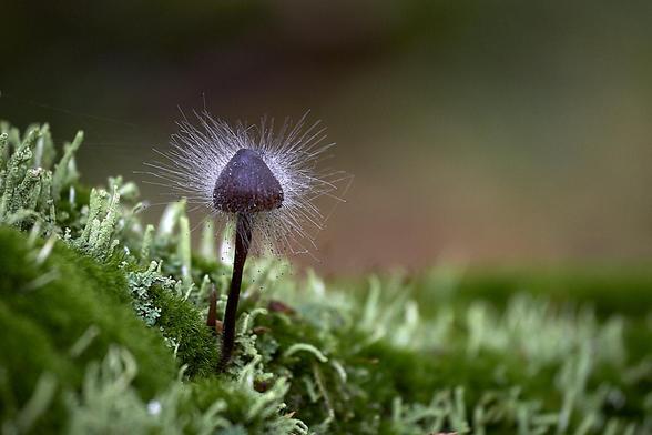 A single, slender mushroom emerges from a lush bed of moss and lichen. Its dark brown, conical cap is covered in a striking halo of fine, radiating white filaments that resemble delicate hairs or threads spreading outwards in all directions. These filaments are the reproductive structures of Spinellus fusiger, a parasitic fungus commonly known as bonnet or pin mould. They catch the light, creating a bright, spiky effect around the mushroom's cap. The mossy ground is a vivid shade of green, with soft textures and various pale green lichens scattered throughout. The background is softly blurred with green and brown tones.