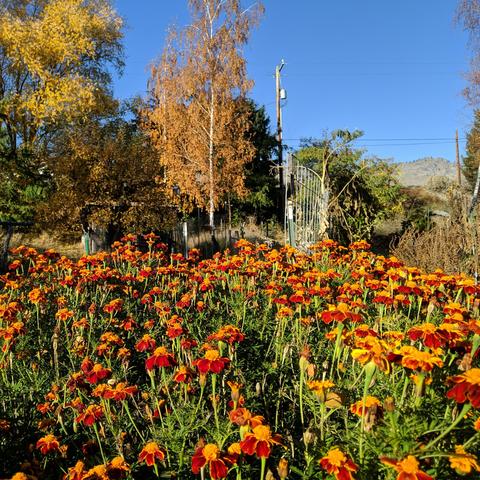 A photo with a lot of orange and red marigolds in the foreground and a birch, apple, and willow trees in the background with yellow or brown leaves.. and some black locust that are still green.