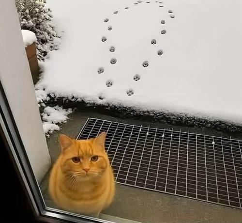 Eine rothaarige Katze sitzt vor der Tür und möchte eingelassen werden. Dahinter sieht man die Spur, welche sie im Schnee hinterlassen hat. Die Spur führt von der Tür weg und dreht gleich wieder um, zurück zur Tür.