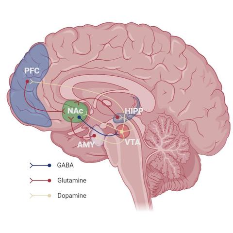 Diagram showing some of the key components of the mesocorticolimbic (“reward”) circuit. Includes dopaminergic, GABA-ergic, and Glutaminergic pathways between the ventral tegmental area, nucleus accumbens, prefrontal cortex, amygdala and hippocampus. Source: Wikimedia Commonsꜛ (license: CC BY-SA 4.0).