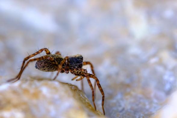 Gros plan en macro d'une araignée de couleur brun-noir, velue et tachetée, vue de profil. L'araignée est posée sur une surface rocheuse texturée de couleurs claires, allant du blanc cassé au jaune pâle, avec un arrière-plan très flou. Ses longues pattes sont clairement visibles.