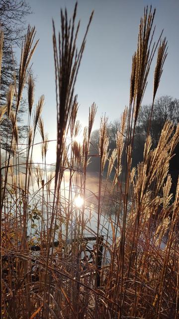 Schilf im Gegenlicht der Morgensonne. Im Hintergrund Nebel auf einem glatten See.