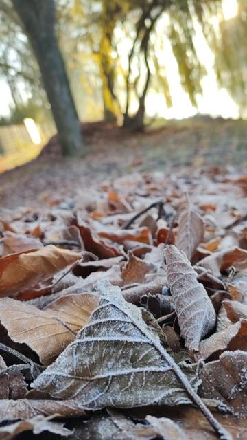 Frostig überzuckertes Laub am Boden. Im Hintergrund scheint die Morgensonne durch eine Weide, die am Wasser steht.