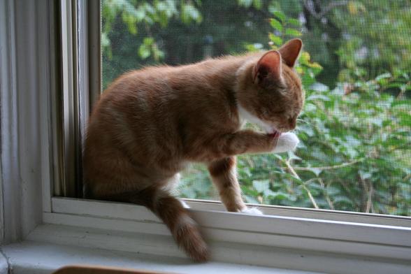 A little ginger cat sits in a window frame, grooming its white-tipped paw.