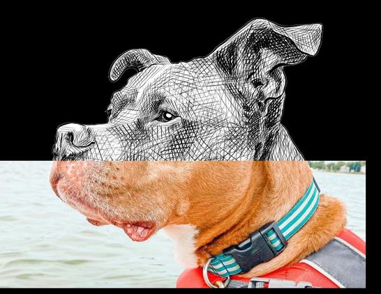 Black and white drawing of a Pit Bull named Max, with the bottom half of the image being the reference.