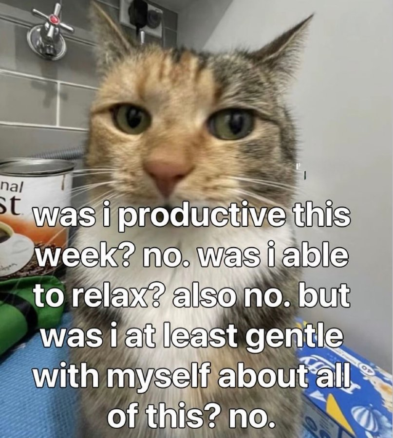 A close-up photo of a cat with a serious, slightly judging expression, sitting in what appears to be a utility room. White text overlaid on the image reads: "was i productive this week? no. was i able to relax? also no. but was i at least gentle with myself about all of this? no."