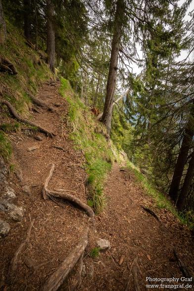 A winding forest trail ascends through a lush, green woodland, inviting hikers to explore its natural beauty. The path, covered in a soft layer of pine needles and earth, meanders gently uphill, bordered by towering pine trees that create a serene canopy overhead. Sunlight filters through the branches, casting dappled shadows on the forest floor and highlighting the vibrant greens of the moss and ferns that dot the landscape.

Gnarled roots and fallen branches crisscross the trail, adding textu…