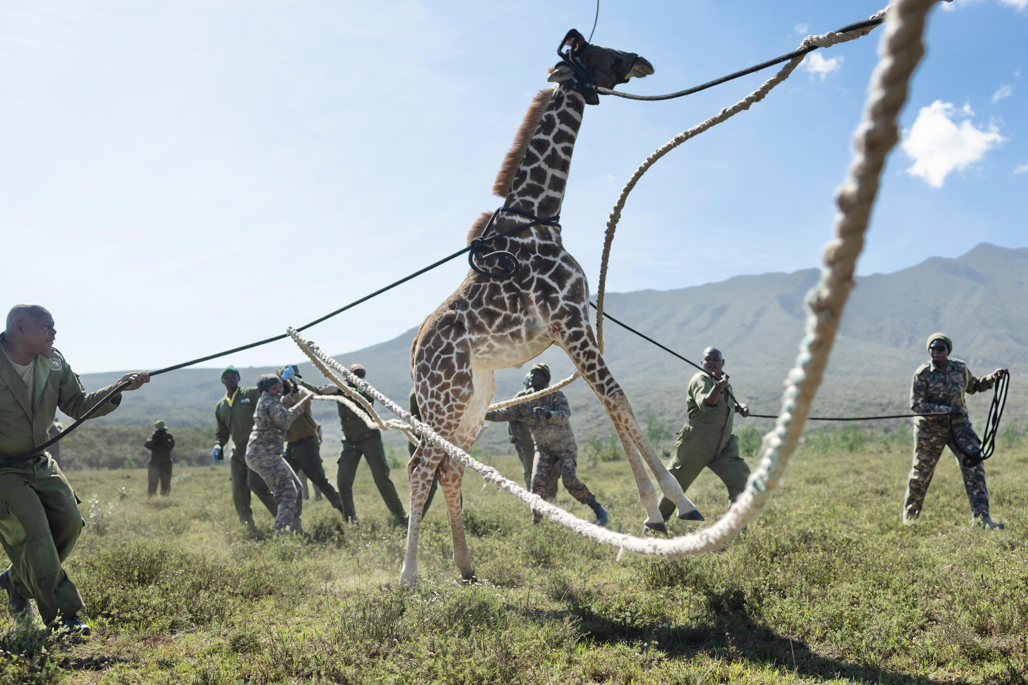 Kenya Wildlife Service rangers guide a juvenile Masai giraffe into a transport crate.