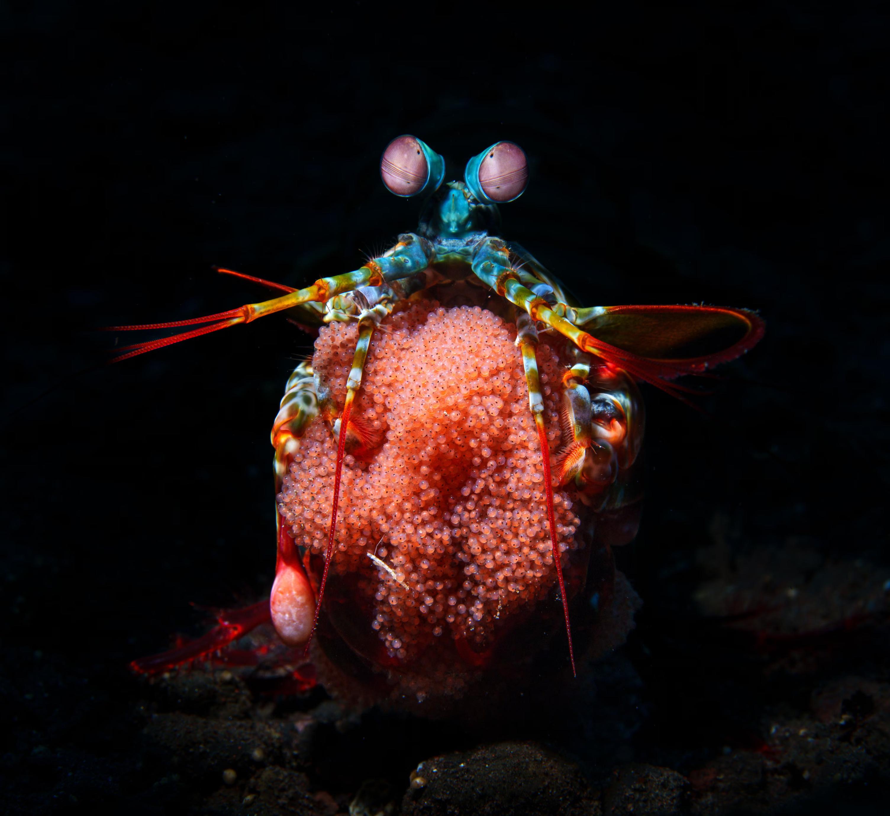 ‘A female peacock mantis shrimp stands upright surveying the area, while holding her large clutch of red eggs.’