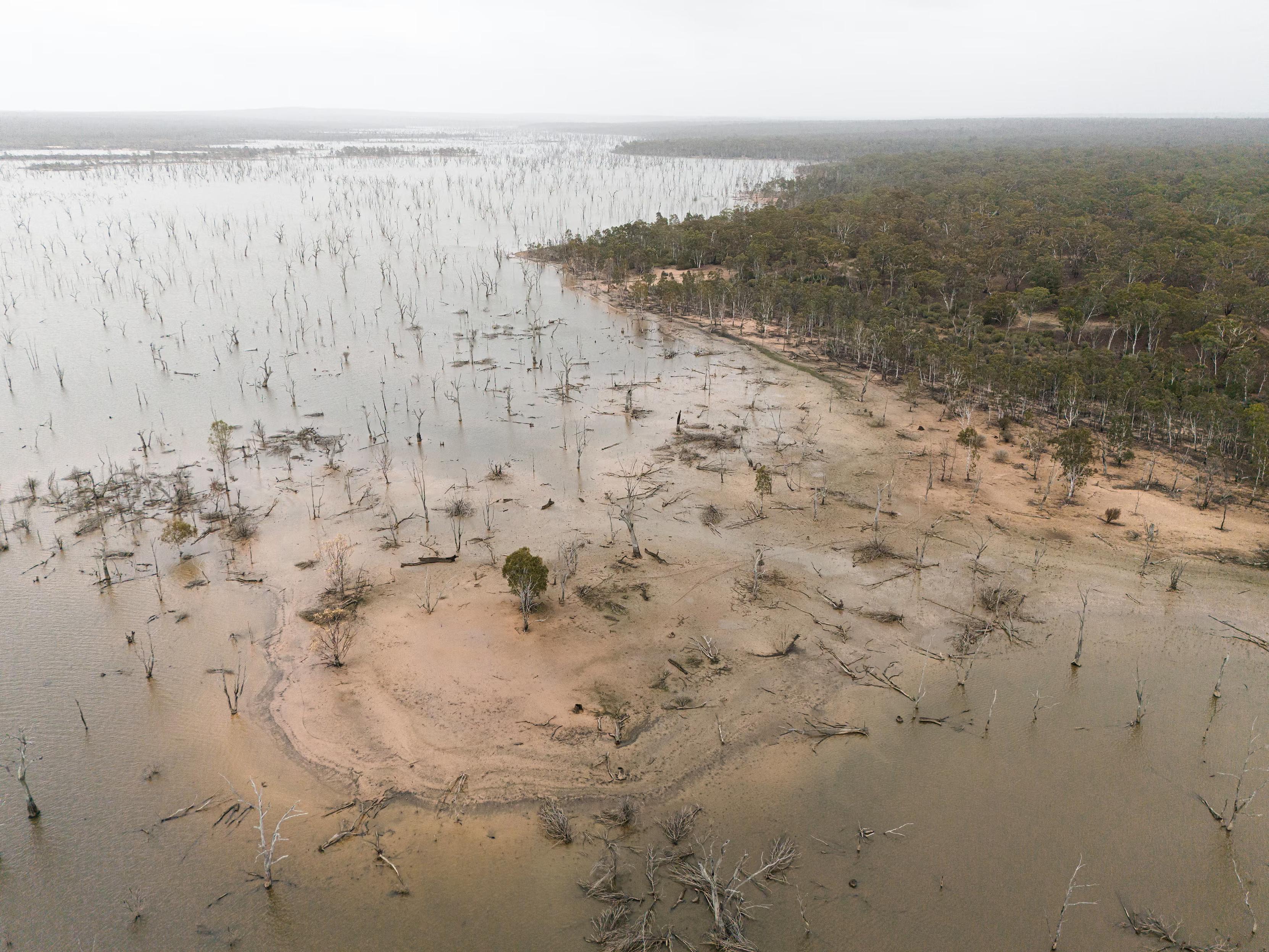 Flooded trees.