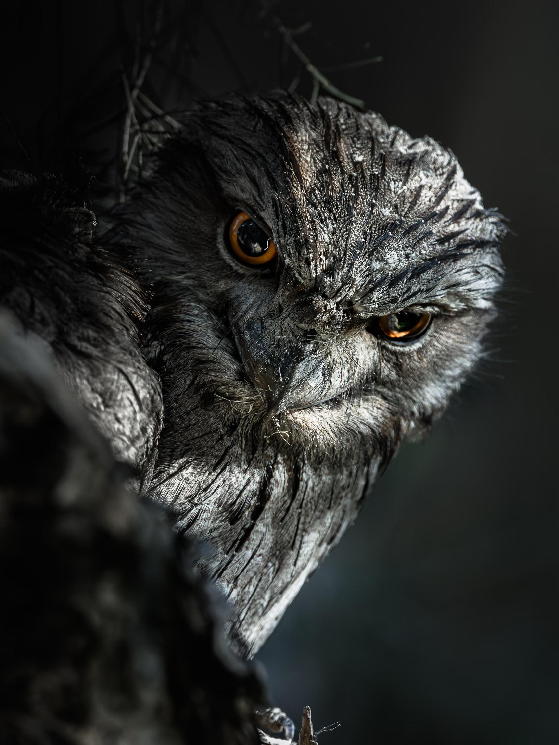 ‘A curious young tawny frogmouth keeps a watchful eye on its surroundings.’