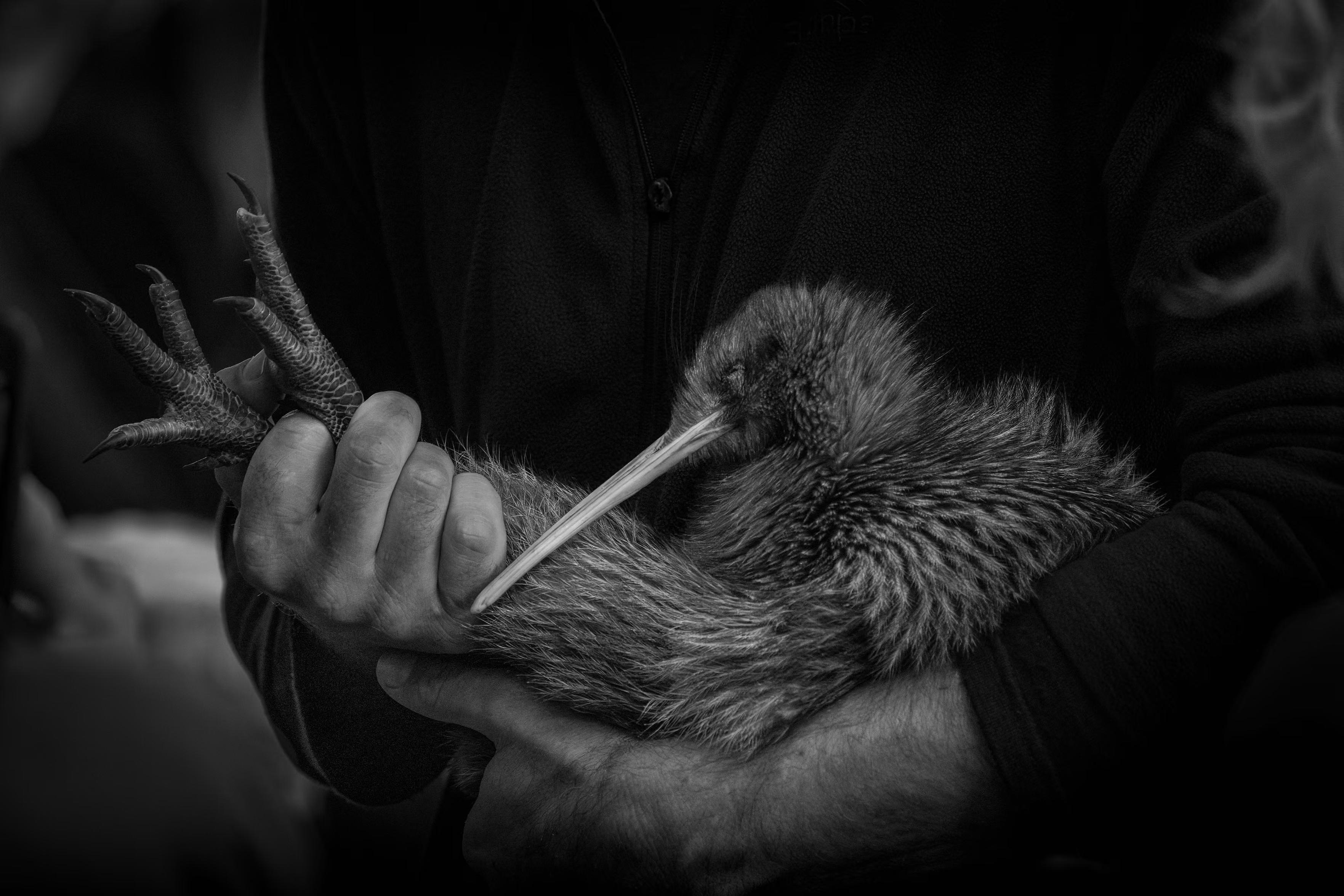 Kiwi team members gently lifted two large kiwis from their boxes.