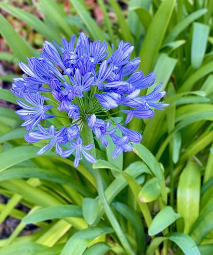 Dark blue Agapanthus flower in full bloom among green leaves