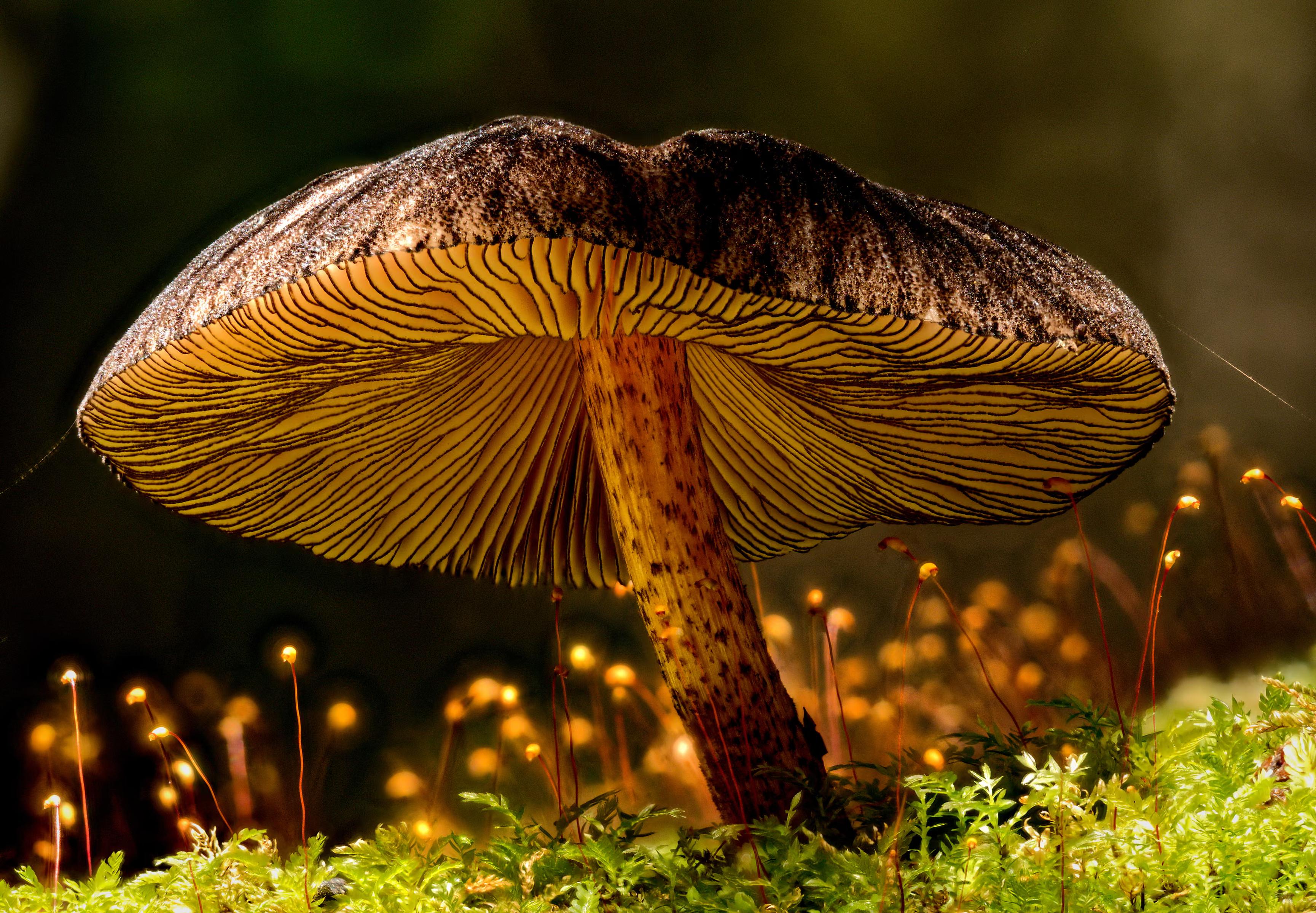 A large mushroom & tiny moss 'heads' in the sunshine.