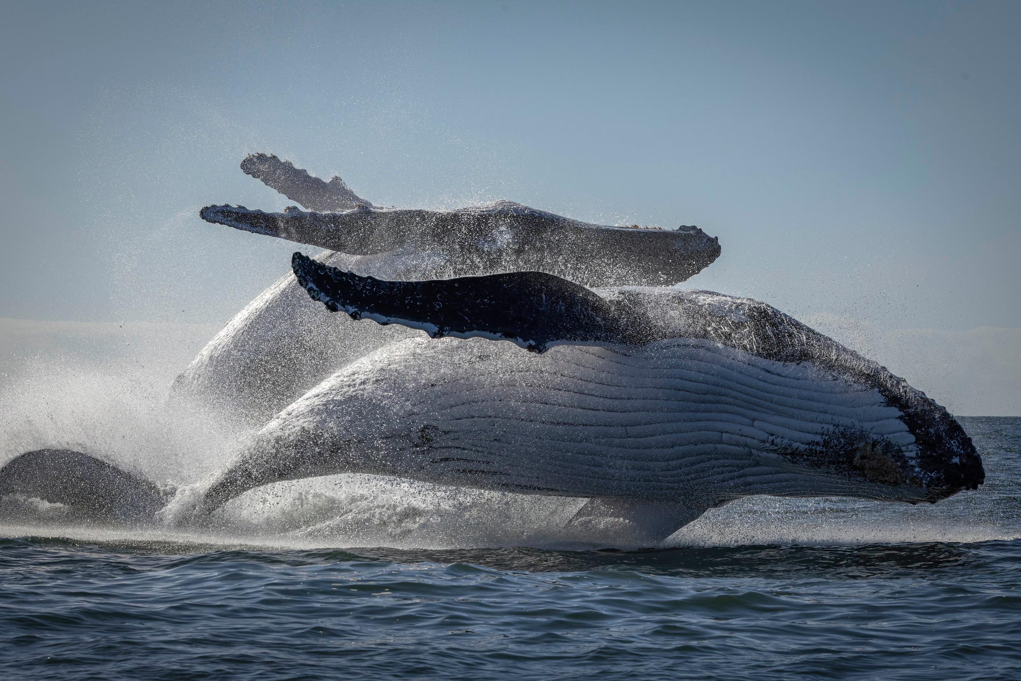 Two giant, school bus-sized, blubbery whales, sometimes weighing up to 40,000 kilograms, coordinated a jump at the same time.