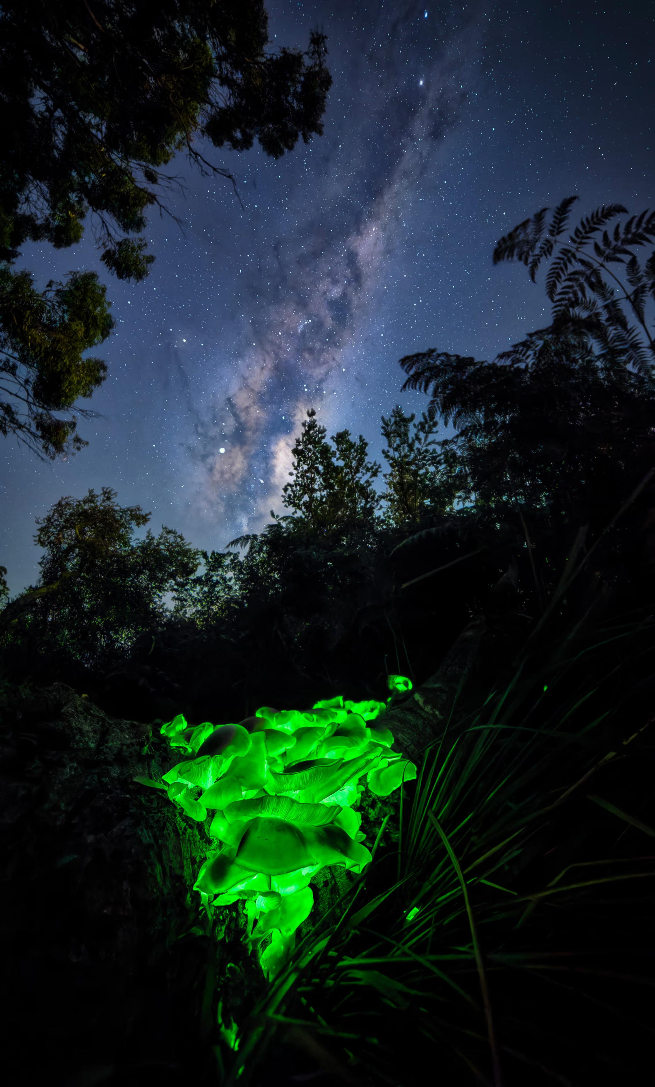 Owing to their typical low position hidden underneath forest canopies, a view out to the night sky is very rarely afforded, much less on clear nights‚ making this view out to the crown jewel of the night sky, the galactic centre of the Milky Way, a truly once-in-a-lifetime opportunity.’