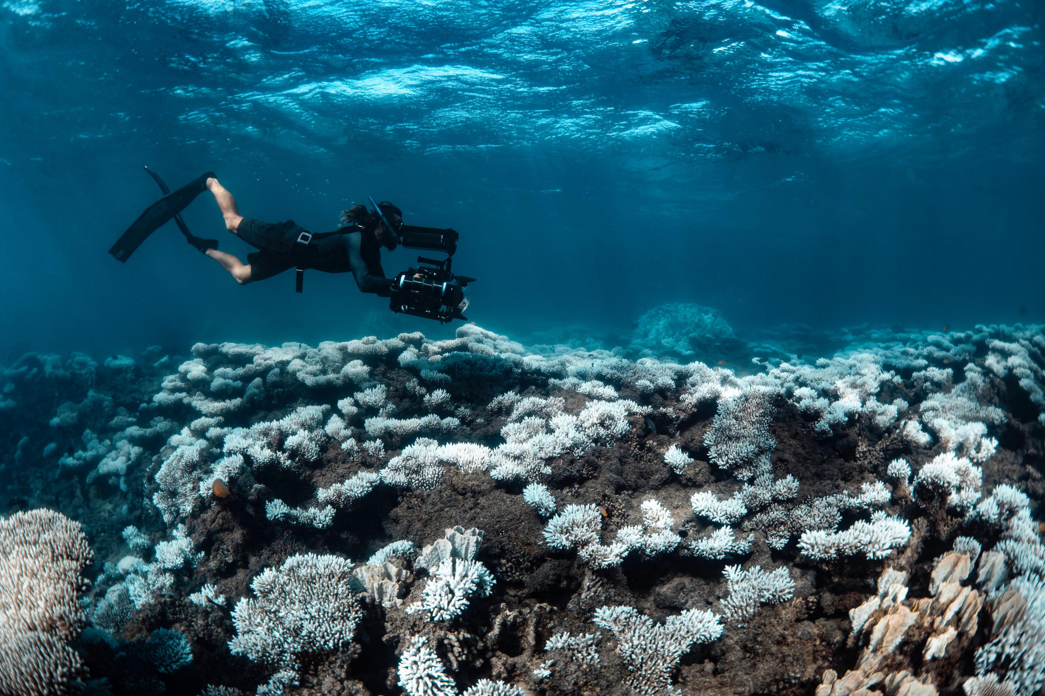 ' White skeletons of suffering corals swept far beyond what our eyes could see.'