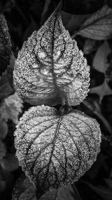 Raureif auf Hortensienblättern in schwarzweiß.