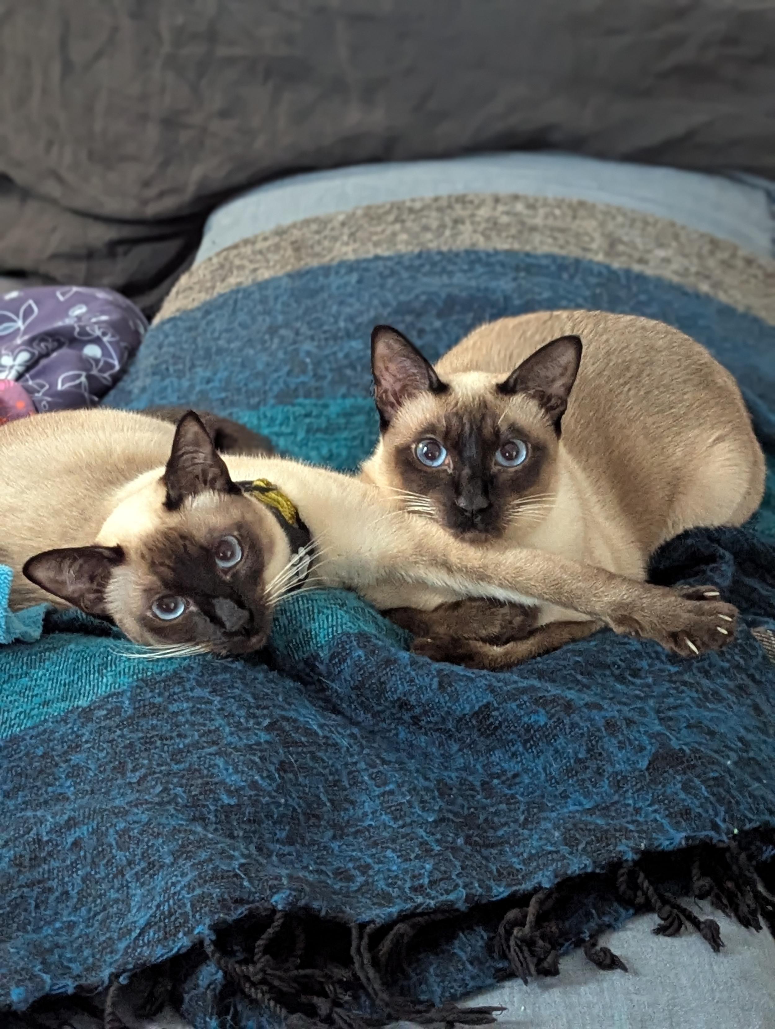 Two relaxed Siamese cats lounging on a deep blue and black blanket