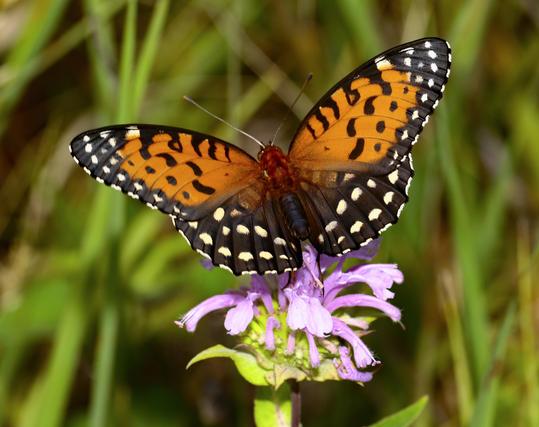 orange butterfly with black and white markings on flower