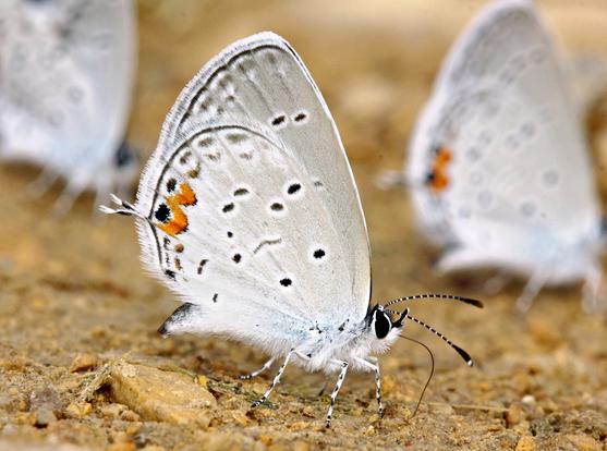 white butterfly with tails and orange markings on gravel