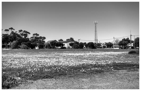 A wide, black and white photograph of a flowering field in the country town of Dumbleyung. In the immediate foreground, the ground is rough gravel and dirt, leading to a large expanse covered densely with small white and black daisies.

Beyond the field, a row of green trees and bushes separates the foreground from the houses and buildings of the town.

A distinctive, tall, latticed communication or mobile phone tower stands in the center right background, rising above the low rooflines. The sky is bright and clear, creating a high contrast rural scene.