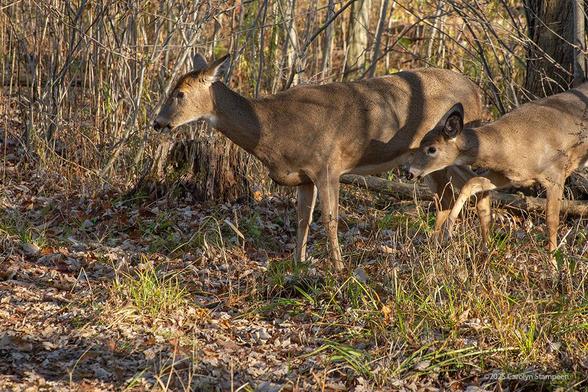Two deer are walking towards the left, one much smaller than the other.  They are basked in warm sunlight and dappled with lots of shadows from the trees.  