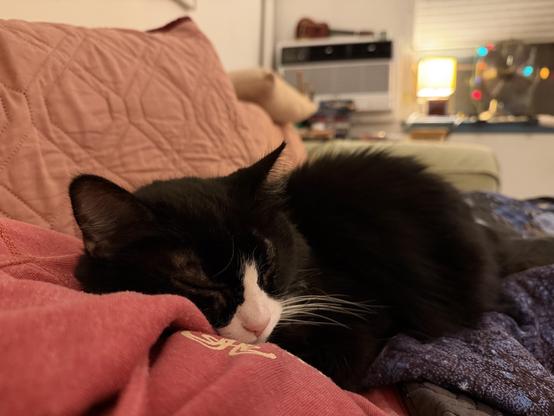 tuxedo cat napping on her human's lap